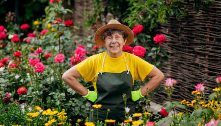 Portrait of a Senior woman gardener in a hat working in her yard with roses. The concept of gardening, growing and caring for flowers and plants.の写真素材