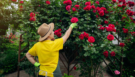Portrait of a Senior woman gardener in a hat working in her yard with roses. The concept of gardening, growing and caring for flowers and plants.の写真素材