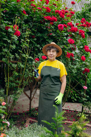 Senior woman gardener in a hat working in her yard and trimming flowers with secateurs. The concept of gardening, growing and caring for flowers and plants.の写真素材