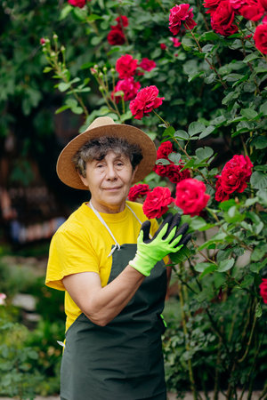 Portrait of a Senior woman gardener in a hat working in her yard with roses. The concept of gardening, growing and caring for flowers and plants.の写真素材
