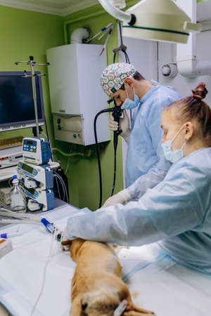 Vinnitsa, Ukraine - November 29, 2021: Veterinary surgeons make surgery for dog in the operating...