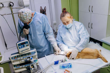 Vinnitsa, Ukraine - November 29, 2021: Veterinary surgeons make surgery for dog in the operating room of a veterinary clinic. Medicine, pet, animals, health care and people concept.のeditorial素材