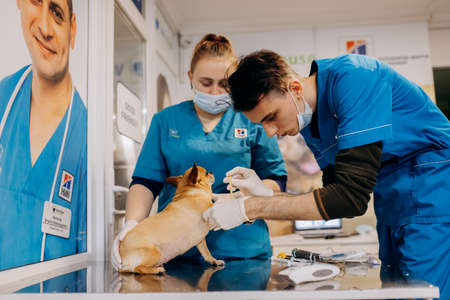 Vinnitsa, Ukraine - November 29, 2021: Anesthesia or sedation of the dog. The Dog lies on the operating table before surgery. Anesthesiologists perform the procedure of anesthesia of the animal.のeditorial素材