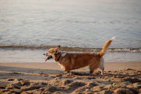 Happy welsh corgi pembroke dog at the beachの写真素材