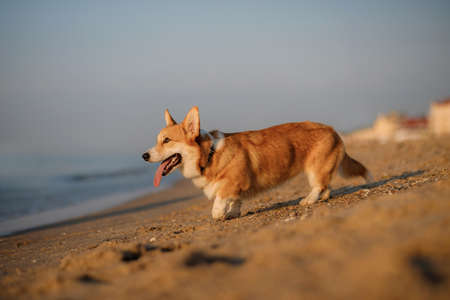 Happy welsh corgi pembroke dog at the beachの写真素材