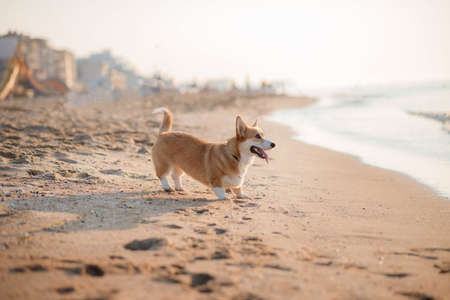 Happy welsh corgi pembroke dog at the beachの写真素材