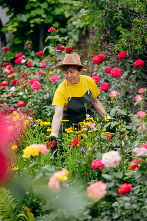 Senior woman gardener in a hat working in her yard and trimming flowers with secateurs. The concept of gardening, growing and caring for flowers and plants.の写真素材