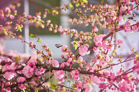 Branches of blossoming cherry macro with soft focus on gentle light blue sky background in sunlight....