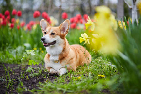 Corgi in spring flowersの写真素材