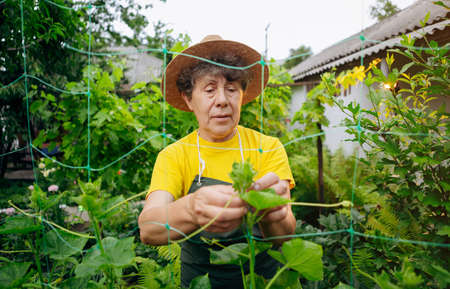 Happy Senior woman farmer in a hat works in small agricultural farm and grows cucumbers. Concept of...