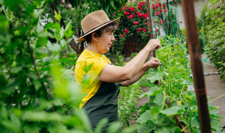 Happy Senior woman farmer in a hat works in small agricultural farm and grows cucumbers. Concept of...