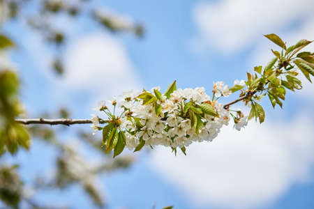 Branches of blossoming cherry macro with soft focus on gentle light blue sky background in sunlight....