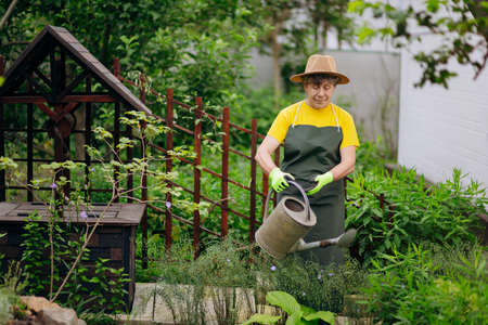 Senior woman gardener in a hat working in her yard with work tools. The concept of gardening, growing and caring for flowers and plants.の写真素材