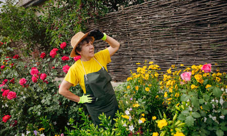 Senior woman gardener in a hat working in her yard and trimming flowers with secateurs. The concept of gardening, growing and caring for flowers and plants.の写真素材