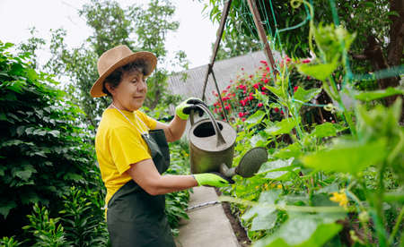 Portrait of a gardener woman working in her yard. The concept of gardening, growing and caring for flowers and plants.の写真素材