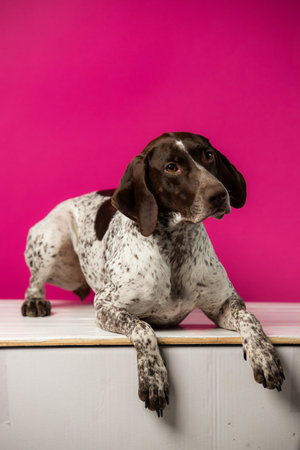 Beautiful hunting dog weimaraner on pink backgroundの写真素材
