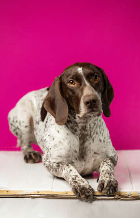 Beautiful hunting dog weimaraner on pink background