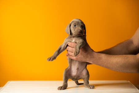 Adorable cute weimaraner puppy on orange backgroundの写真素材