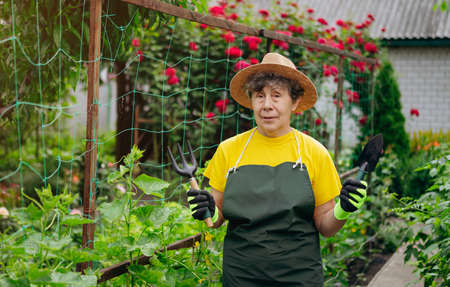 Senior woman gardener in a hat working in her yard with work tools. The concept of gardening, growing and caring for flowers and plants.の写真素材