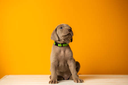 Adorable cute weimaraner puppy on orange backgroundの写真素材