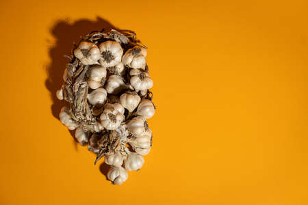 Fragrant Garlic wreath lies on yellow background. Agriculture and farmingの写真素材
