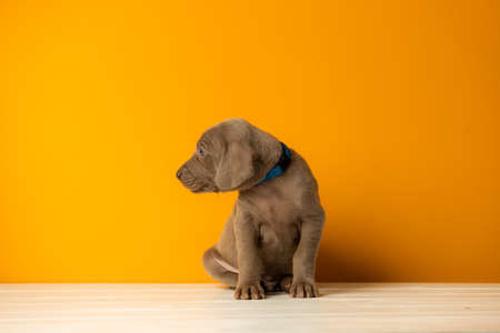 Adorable cute weimaraner puppy on orange backgroundの写真素材