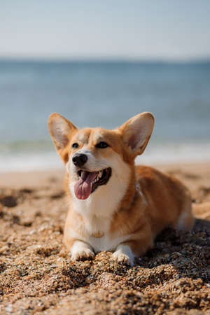 Happy welsh corgi pembroke dog at the beachの写真素材
