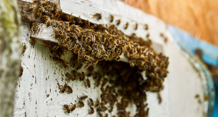 Bees entering in bee hive with collected floral nectar and flower pollen after an intense harvest...
