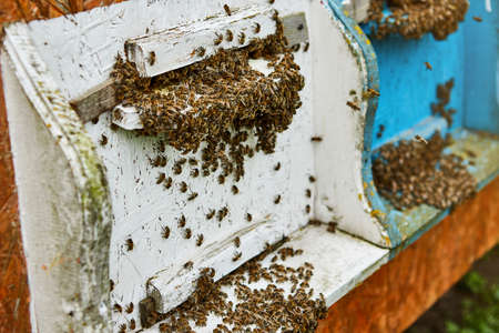 Bees entering in bee hive with collected floral nectar and flower pollen after an intense harvest...