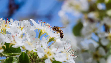 Bee pollinates a blooming flower in spring, close-up