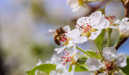 Bee pollinates a blooming flower in spring, close-upの写真素材