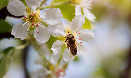 Bee pollinates a blooming flower in spring, close-upの写真素材