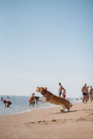 Happy welsh corgi pembroke dog at the beachの写真素材