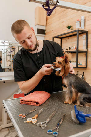 Male groomer brushing hair of Yorkshire terrier dog hair with comb after bathing at grooming salon. Woman pet hairdresser doing hairstyle in veterinary spa clinicの写真素材