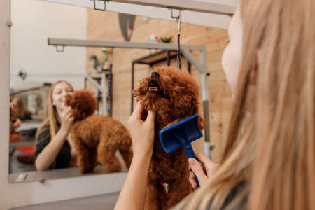 Close-up of female groomer brushing hair of Teacup poodle dog hair with comb after bathing at grooming salon. Woman pet hairdresser doing hairstyle in veterinary spa clinicの写真素材
