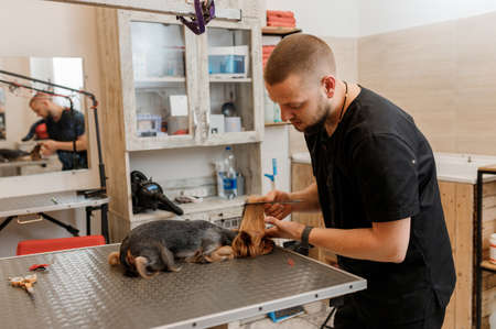 Male groomer brushing hair of Yorkshire terrier dog hair with comb after bathing at grooming salon. Woman pet hairdresser doing hairstyle in veterinary spa clinicの写真素材