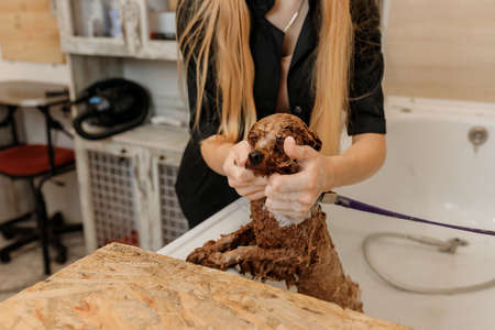 Professional skilled groomer carefully wash the teacup Poodle dog in bath, before grooming procedureの写真素材