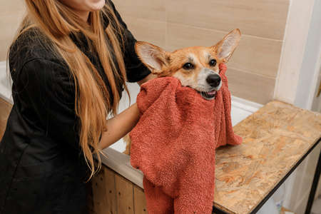 Professional skilled groomer carefully wiping with a towel after bathing funny Welsh Corgi Pembroke dog in bath, before grooming procedureの写真素材