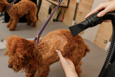 Close up of professional female pet groomer dry tea cup poodle dog fur with a hair dryer after washing in beautician salon. Grooming conceptの写真素材