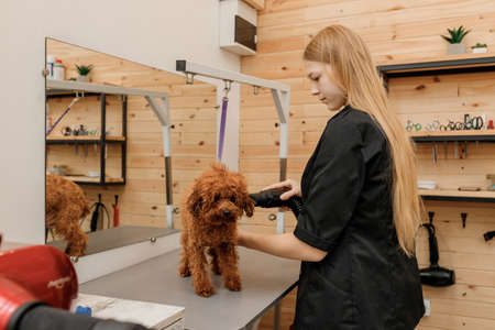Professional female pet groomer dry tea cup poodle dog fur with a hair dryer after washing in beautician salon. Grooming conceptの写真素材