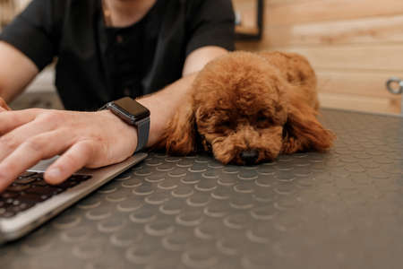 Professional male groomer working on laptop in her workplace in grooming salon near with poodle dog....