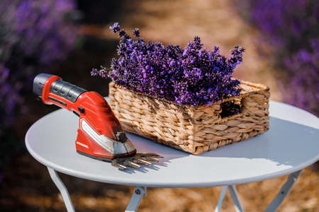A bunch of cut lavender in a wicker basket and pruning shear against a backdrop of flowering lavender fields. Gardening and seasonal pruning of lavender conceptの写真素材