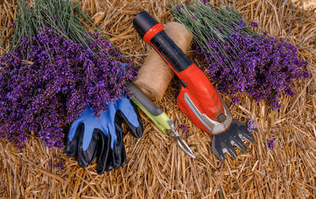 A bunch of cut lavender and pruning shear against a backdrop of flowering lavender fields. Gardening and seasonal pruning of Lavender conceptの写真素材