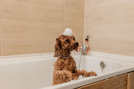 Professional skilled groomer carefully wash the teacup Poodle dog in bath, before grooming procedure