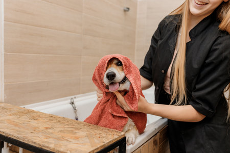 Professional skilled groomer carefully wiping with a towel after bathing funny Welsh Corgi Pembroke dog in bath, before grooming procedureの写真素材