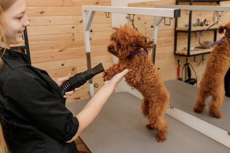 Professional female pet groomer dry tea cup poodle dog fur with a hair dryer after washing in beautician salon. Grooming conceptの写真素材