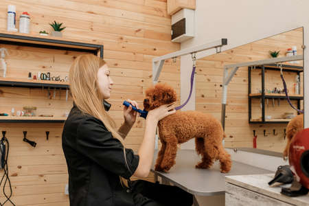 Professional female pet groomer dry tea cup poodle dog fur with a hair dryer after washing in beautician salon. Grooming conceptの写真素材