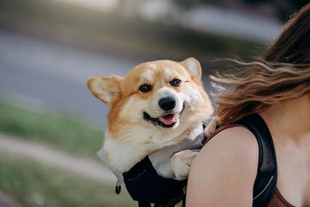Happy smiling woman walking outdoors in city parkland with dog Welsh Corgi Pembroke in a special backpackの写真素材