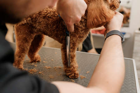 Close up of professional male groomer making haircut of poodle teacup dog at grooming salon with professional equipmentの写真素材