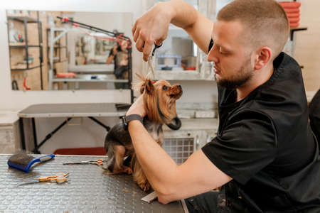 Professional male groomer making haircut of Yorkshire Terrier dog at grooming salon with professional equipmentの写真素材